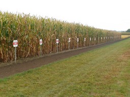 maize varieties.jpg