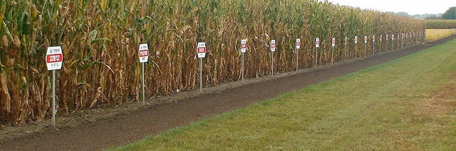 maize varieties.jpg